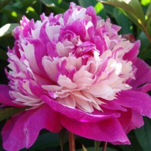 Paeonia-Celebrity-pioni