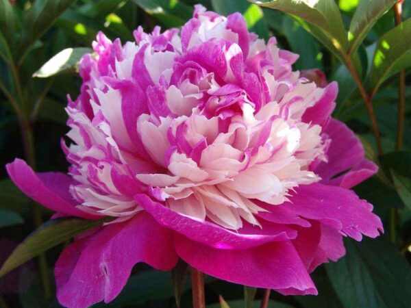 Paeonia-Celebrity-pioni