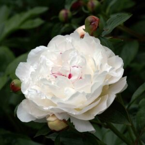 Paeonia-Festiva-Maxima