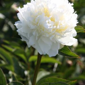 Paeonia-Ivory-Victory-kiinanpioni