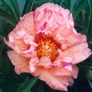 Paeonia-Lollipop