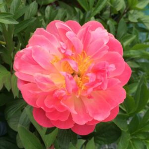 Paeonia-Pink-Hawaiian-Coral