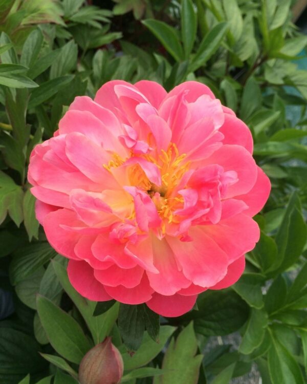 Paeonia-Pink-Hawaiian-Coral