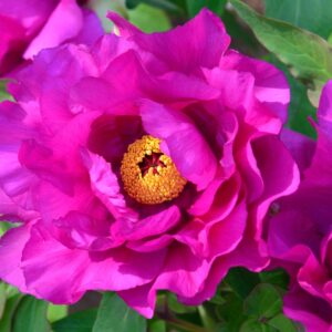 Paeonia-Purple-Sensation