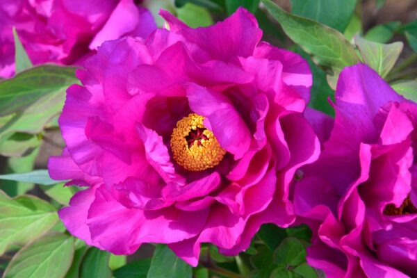 Paeonia-Purple-Sensation