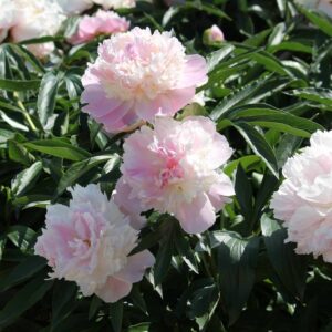 Paeonia-Raspberry-Sundae