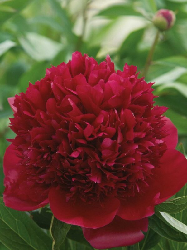 Paeonia-Red-Charm