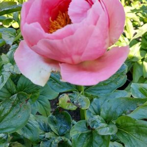 Paeonia-Salmon-Chiffon-hybridipioni