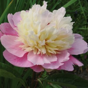 Paeonia-Sorbet