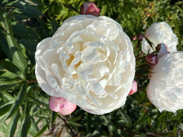 Paeonia-Vogue