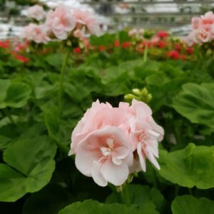 Pelargoni-dronning-ingrid