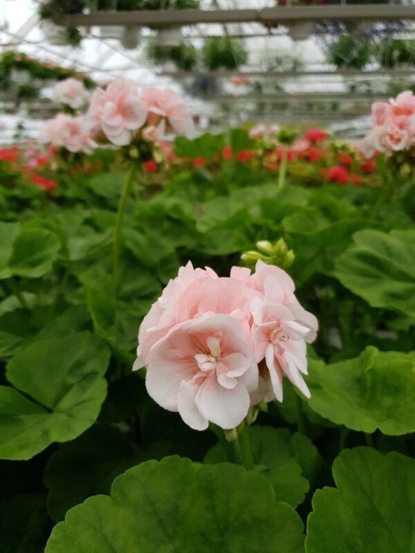 Pelargoni-dronning-ingrid