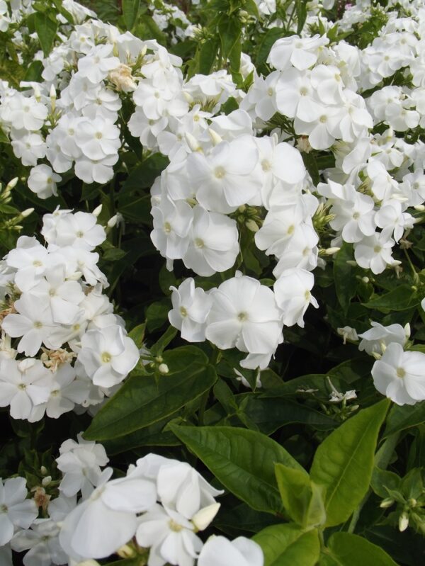 Phlox-David