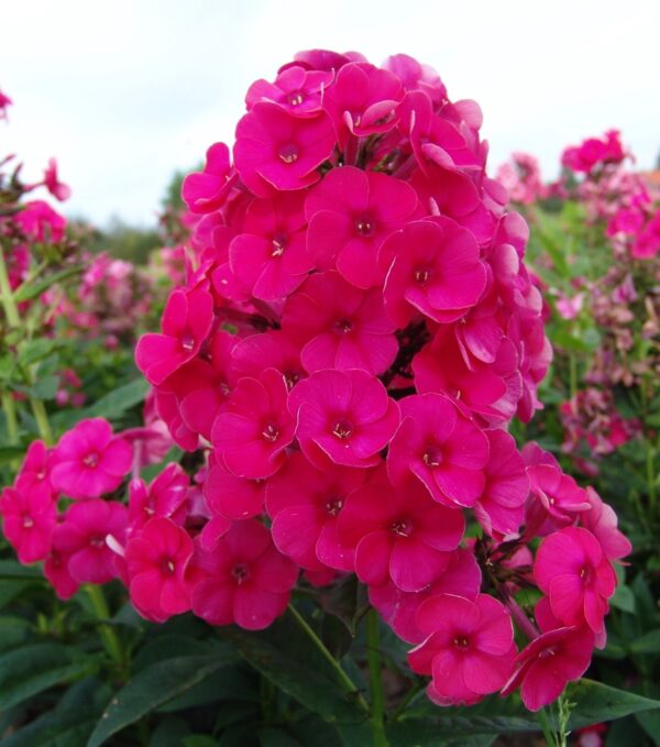 Phlox-Grenadine-Dream