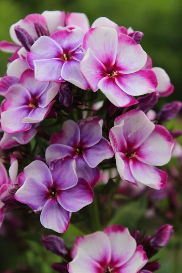 Phlox-Neon-Flare-Blue