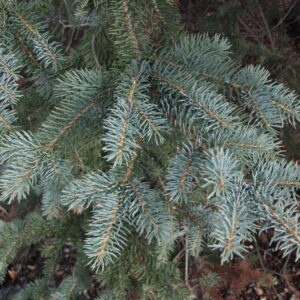 Picea-pungens-7