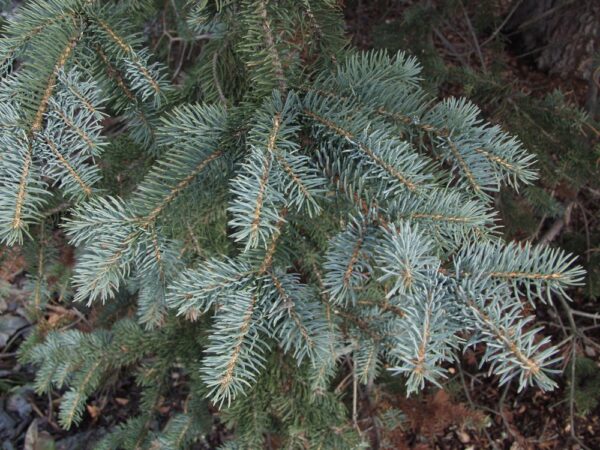 Picea-pungens-7