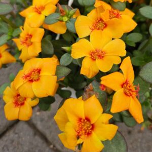 Portulakka-portulacca