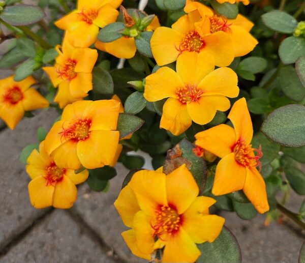 Portulakka-portulacca