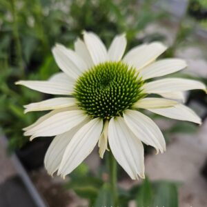 Punahattu-echinacea