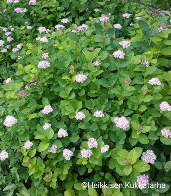 Rinneangervo-spiraea-densiflora