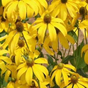 Rudbeckia-Herbstsonne