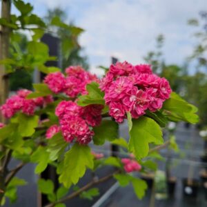 Ruusuorapihlaja-crataegus-Paula-scarlet