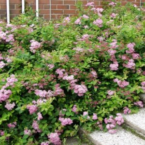 Spiraea-jap-Odensala-Loistoangervo-2