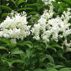 Syringa-Holger-isabellansyreeni-3