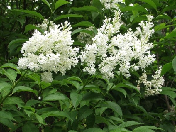 Syringa-Holger-isabellansyreeni-3