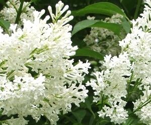 Syringa-Holger-isabellansyreeni-3