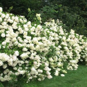 syyshortensia-hydrangea-paniculata-grandiflora-2