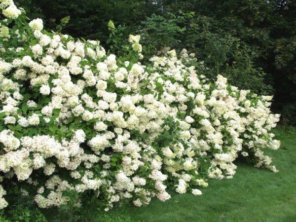 syyshortensia-hydrangea-paniculata-grandiflora-2