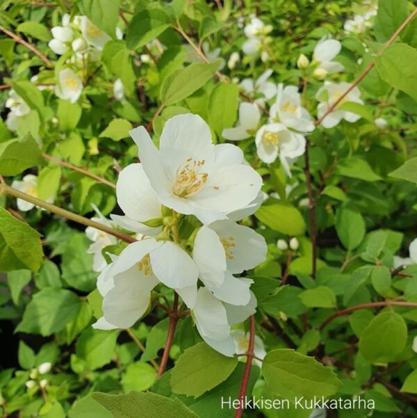 Tahtijasmike-philadelphus-lewisii-waterton