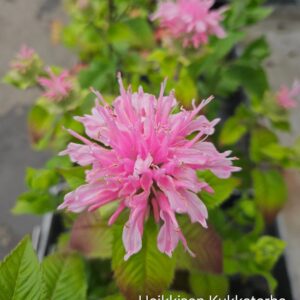 Variminttu-monarda-melua-appleblossom