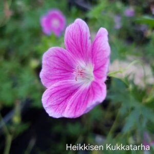 Verikurjenpolvi-elke-geranium