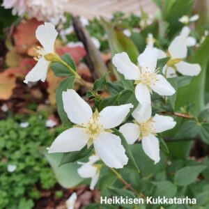 Pikkujasmike-2-philadelphus-lemoinei