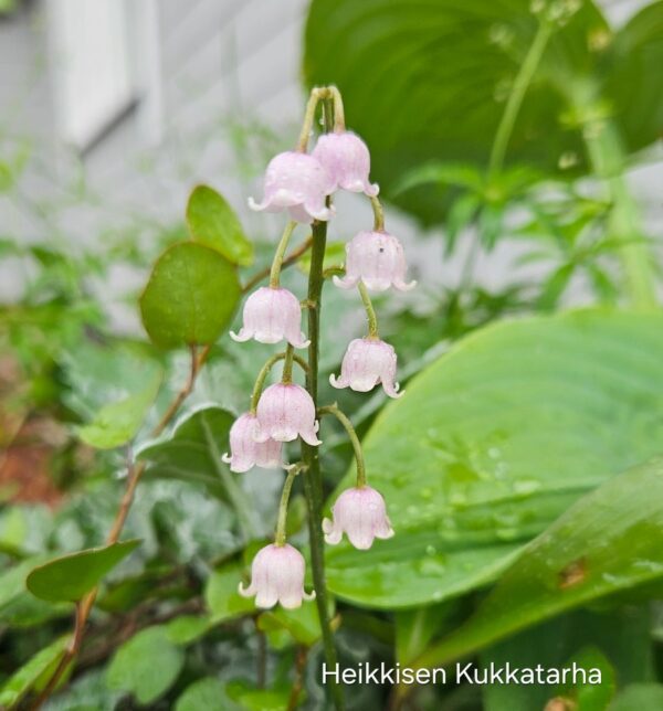 Kielo-convallaria-rosea