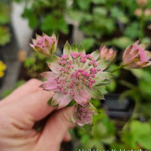 Isotahtiputki-astrantia-buckland