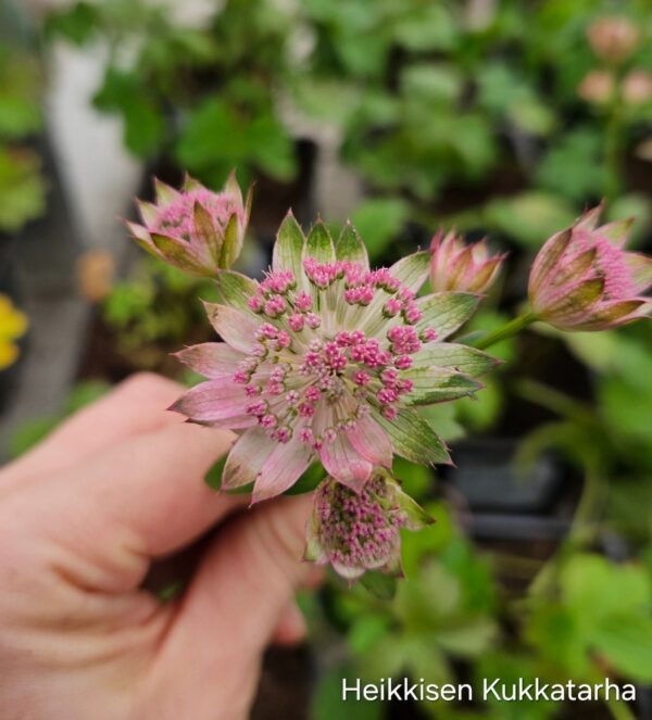 Isotahtiputki-astrantia-buckland