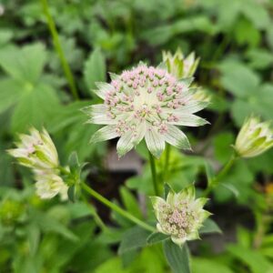 Isotahtiputki-astrantia-shaggy