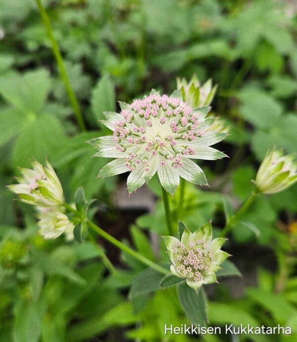 Isotahtiputki-astrantia-shaggy