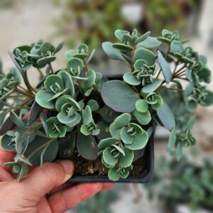 Japaninmaksaruoho-sedum