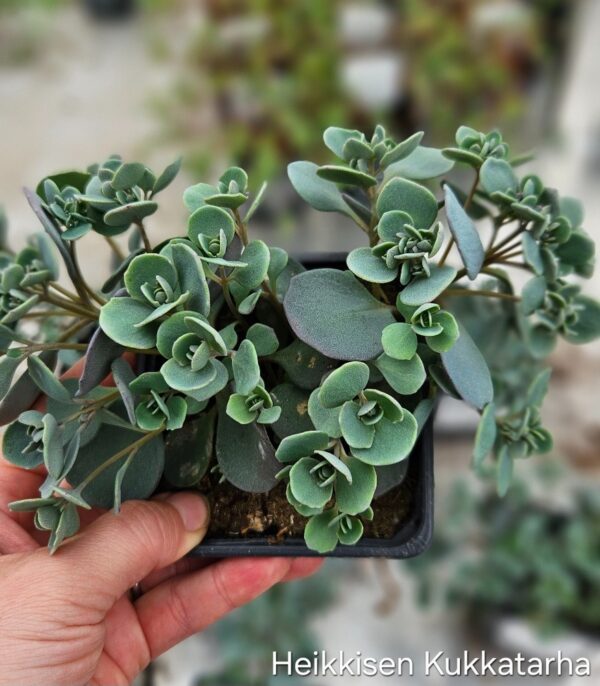 Japaninmaksaruoho-sedum
