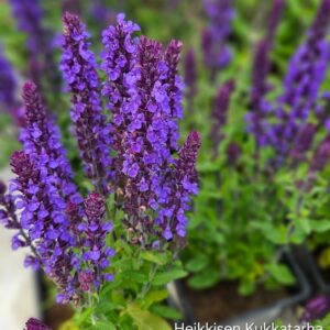 Loistosalvia-merlau-blue