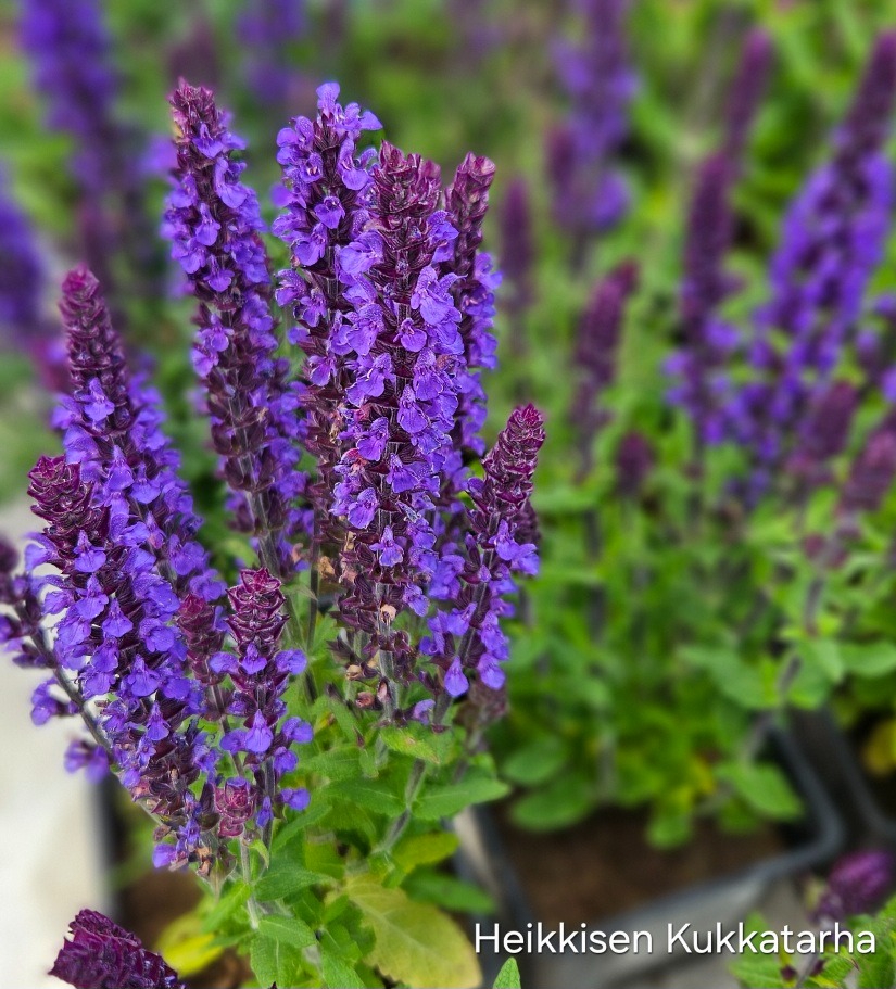 Loistosalvia Salvia X Sylvestris Merlau Blue Heikkisen Kukkatarha