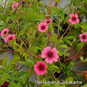 Nepalinhanhikki-2