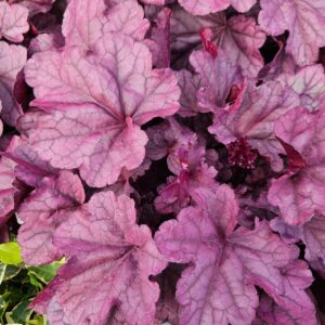 Keijunkukka-Heuchera-pink-panter-3