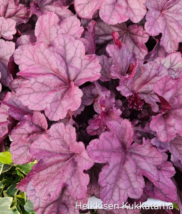 Keijunkukka-Heuchera-pink-panter-3