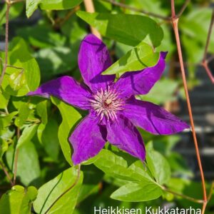 Loistokaerhoe-clematis-president